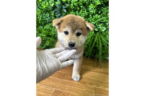 販売中の北海道の柴犬-396103の2枚目