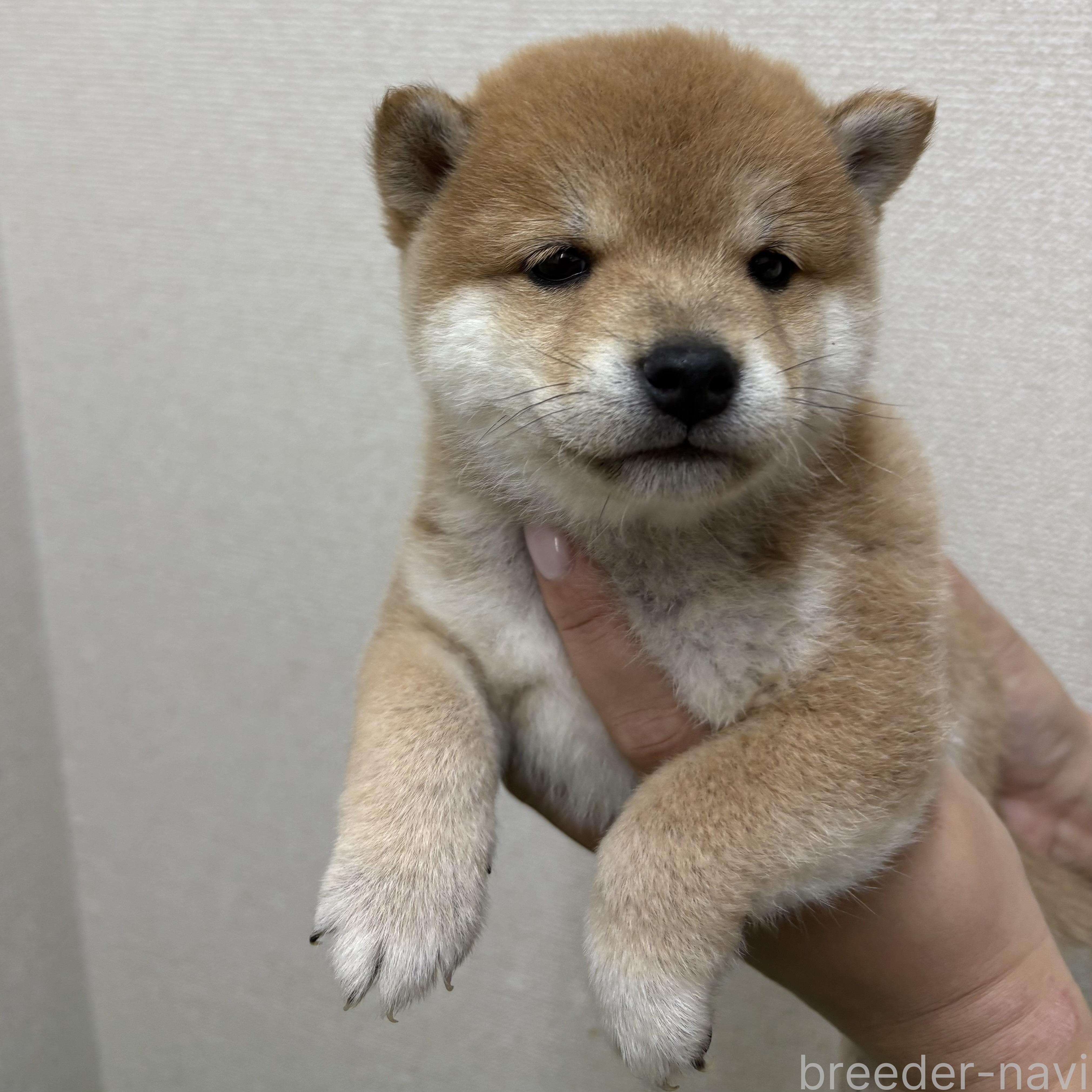 販売中の大阪府の豆柴-396104の1枚目