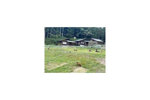 販売中の栃木県のヨークシャーテリア-395283の2枚目