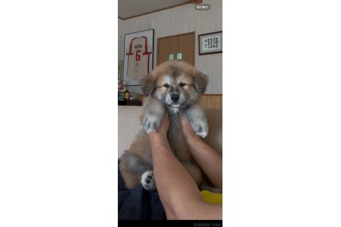 成約済の佐賀県のミックス犬-396121の3枚目