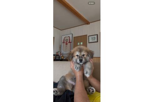 成約済の佐賀県のミックス犬-396121の2枚目