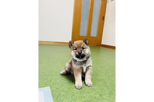 販売中の岡山県の豆柴-396372の2枚目