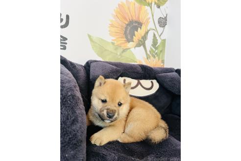 販売中の岡山県の豆柴-396375の4枚目
