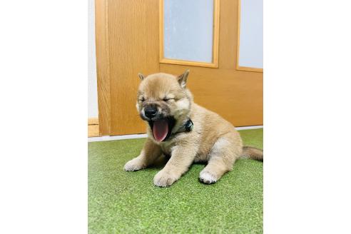 販売中の岡山県の豆柴-396375の2枚目
