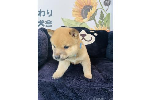 販売中の岡山県の豆柴-396379の3枚目