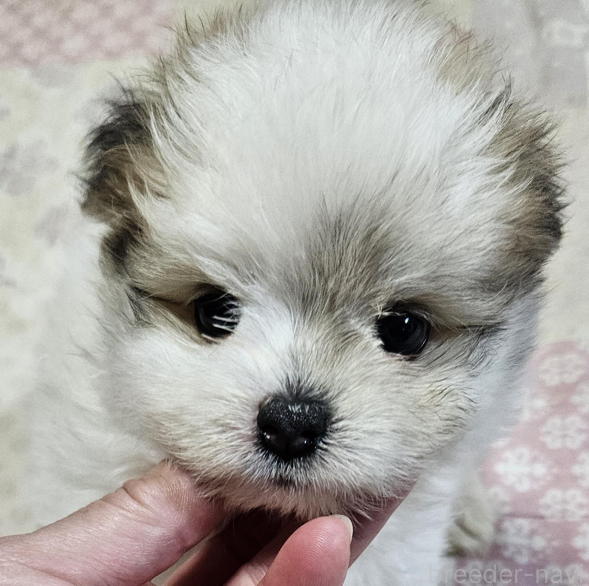 販売中の鹿児島県のポメマル:ポメラニアン×マルチーズ-393463