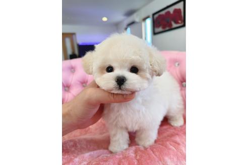 販売中の茨城県のミックス犬-396382の5枚目