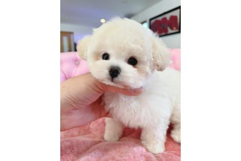 販売中の茨城県のミックス犬-396382の4枚目