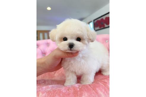 販売中の茨城県のミックス犬-396382の1枚目