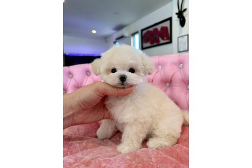販売中の茨城県のミックス犬-396382の2枚目