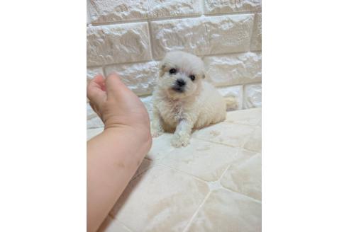販売中の宮崎県のミックス犬-396384の6枚目