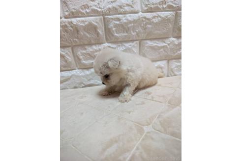 販売中の宮崎県のミックス犬-396384の5枚目