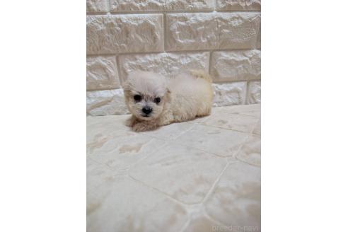 販売中の宮崎県のミックス犬-396384の4枚目