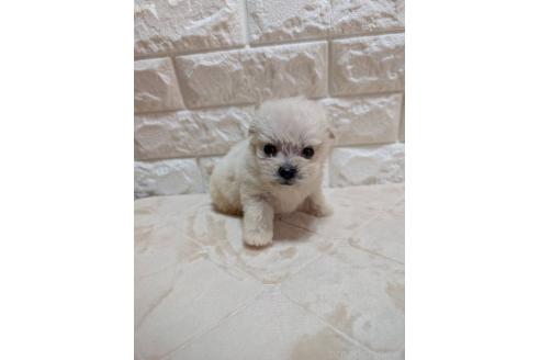 販売中の宮崎県のミックス犬-396384の3枚目