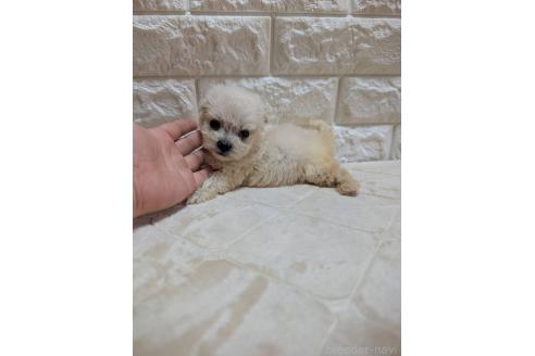 販売中の宮崎県のミックス犬-396384の2枚目