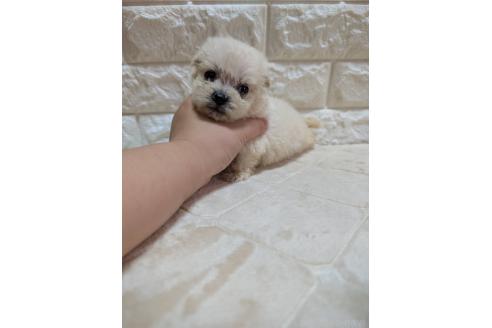 販売中の宮崎県のミックス犬-396384