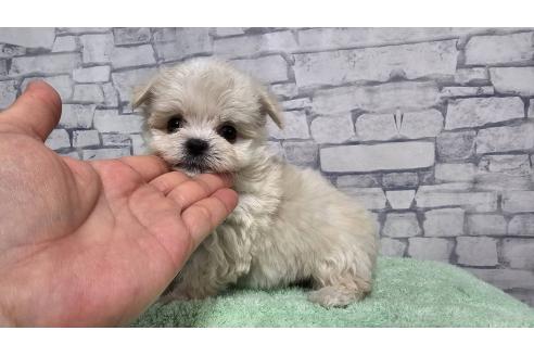 販売中の埼玉県のチワマル:チワワ×マルチーズ-396386の7枚目