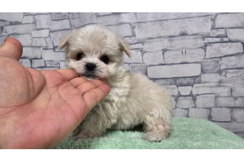 販売中の埼玉県のチワマル:チワワ×マルチーズ-396386の6枚目