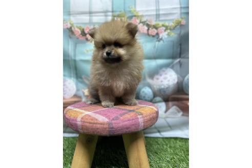 販売中の北海道のポメラニアン-391039の10枚目