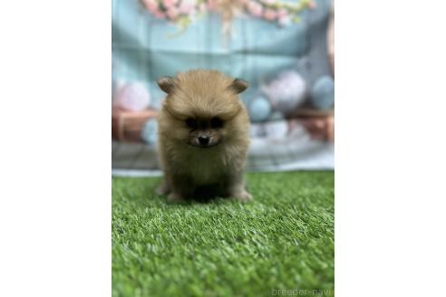 販売中の北海道のポメラニアン-391039の9枚目