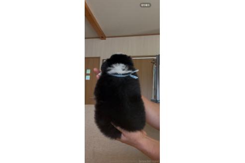 販売中の佐賀県のボーダーコリー-393471の5枚目