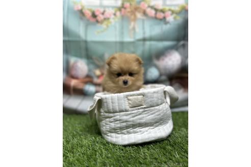 販売中の北海道のポメラニアン-391038