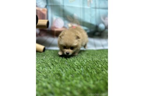 販売中の北海道のポメラニアン-391038の9枚目