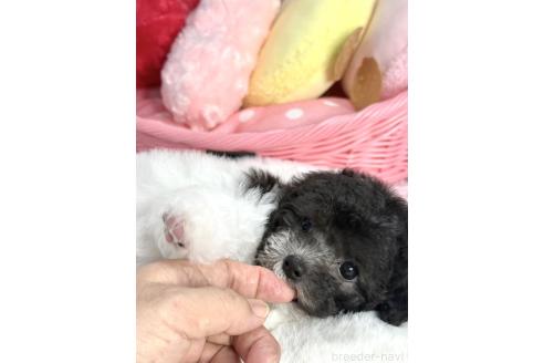 販売中の大阪府のティーカッププードル-396389の2枚目