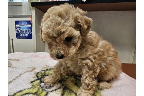 販売中の愛知県のトイプードル-396396の3枚目