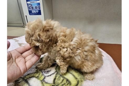 販売中の愛知県のトイプードル-396396の2枚目