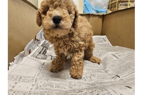 販売中の愛知県のトイプードル-396397の4枚目