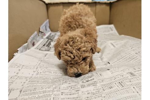 販売中の愛知県のトイプードル-396397の2枚目
