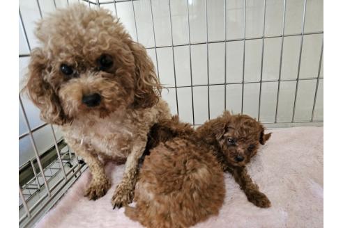 販売中の愛知県のトイプードル-396399の7枚目