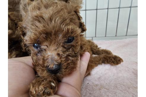 販売中の愛知県のトイプードル-396399の4枚目