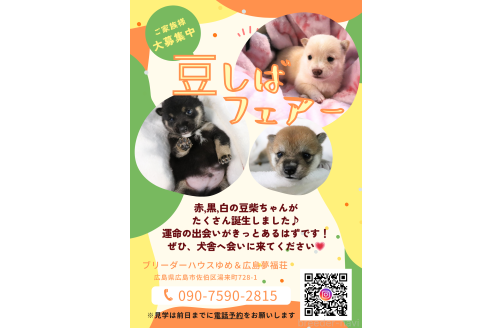 販売中の広島県の豆柴-396409の4枚目