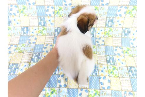 販売中の千葉県のパピヨン-393389の16枚目
