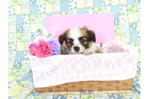 販売中の千葉県のパピヨン-393389の13枚目