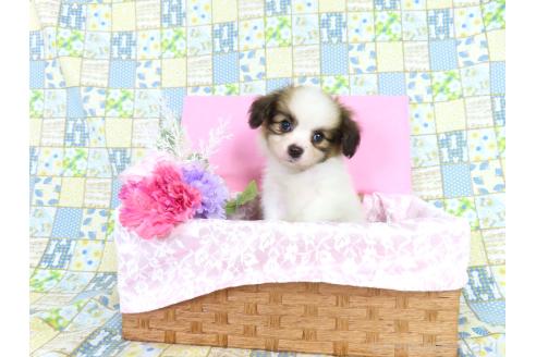 成約済の千葉県のパピヨン-393390の2枚目