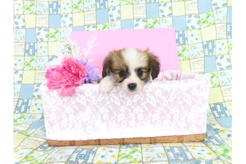 販売中の千葉県のパピヨン-393391の12枚目