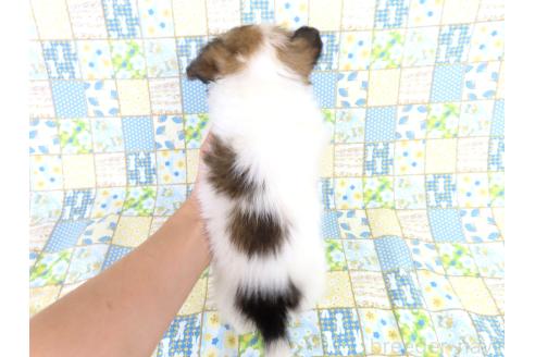 成約済の千葉県のパピヨン-393392の10枚目
