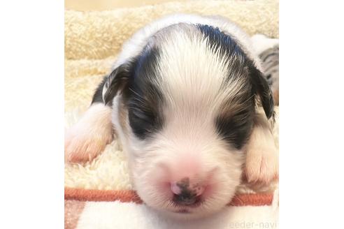 販売中ののその他の犬種-395148