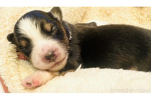 販売中の群馬県のその他の犬種-395149の1枚目