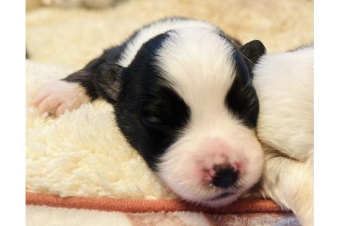 販売中の群馬県のその他の犬種-396416