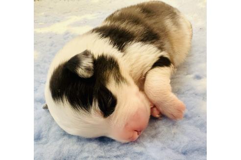 販売中の群馬県のその他の犬種-396418の1枚目