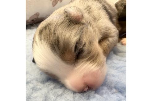 販売中の群馬県のその他の犬種-396420