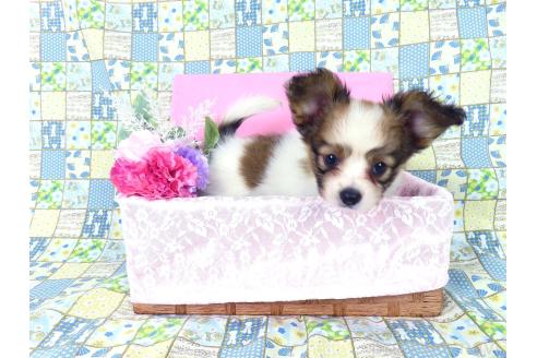 販売中の千葉県のパピヨン-389310の7枚目