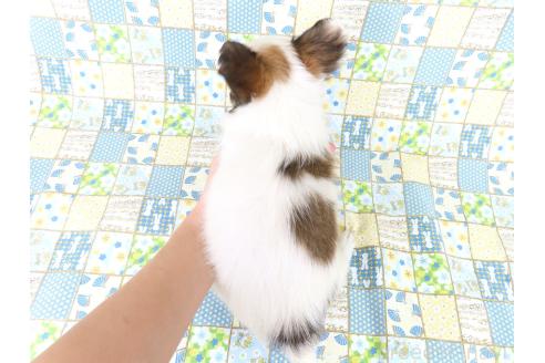 販売中の千葉県のパピヨン-389372の11枚目