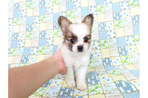販売中の千葉県のパピヨン-389306の13枚目