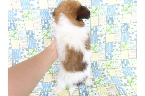 成約済の千葉県のパピヨン-389307の5枚目