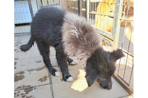 販売中の千葉県のミックス犬-388037の7枚目